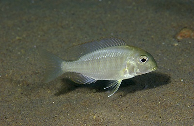 Tramitichromis lituris 'Mdoka'